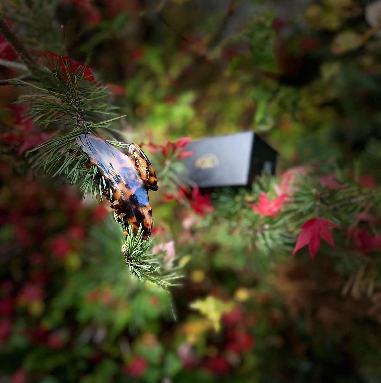 a close up of a feather on a black background